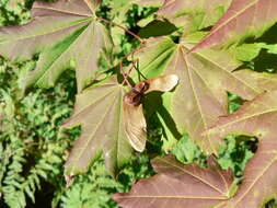 Слика од Acer circinatum Pursh