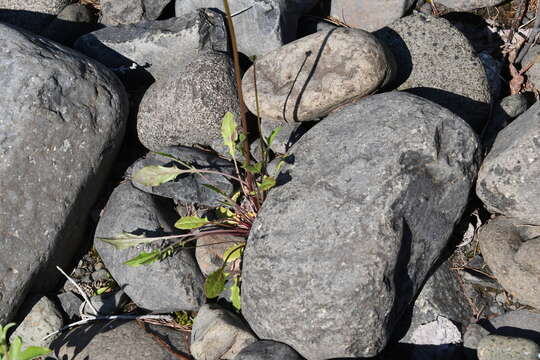 Image of Crepis multicaulis Ledeb.