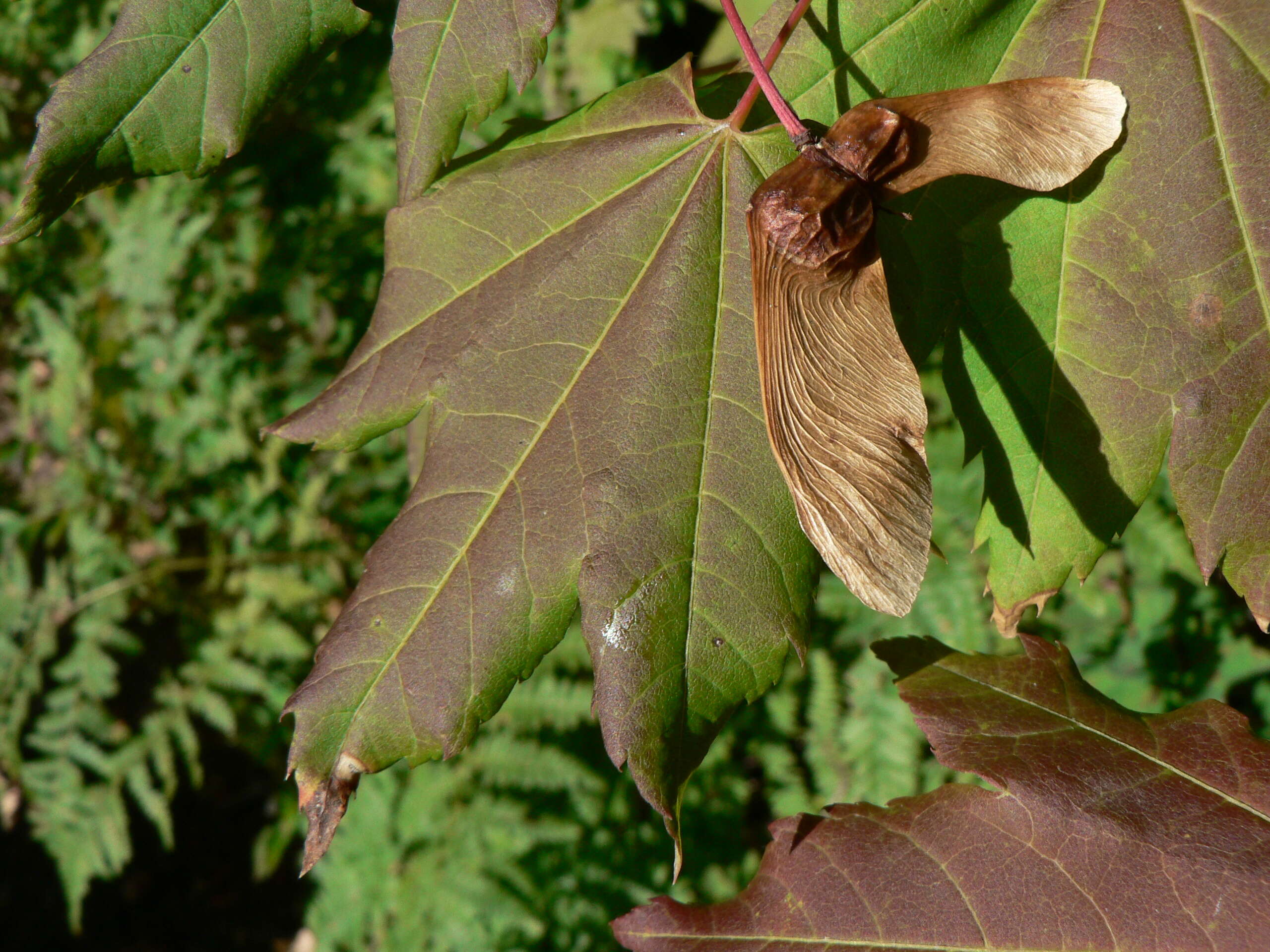 Imagem de Acer circinatum Pursh