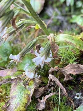 Image of alpine rattlesnakeroot