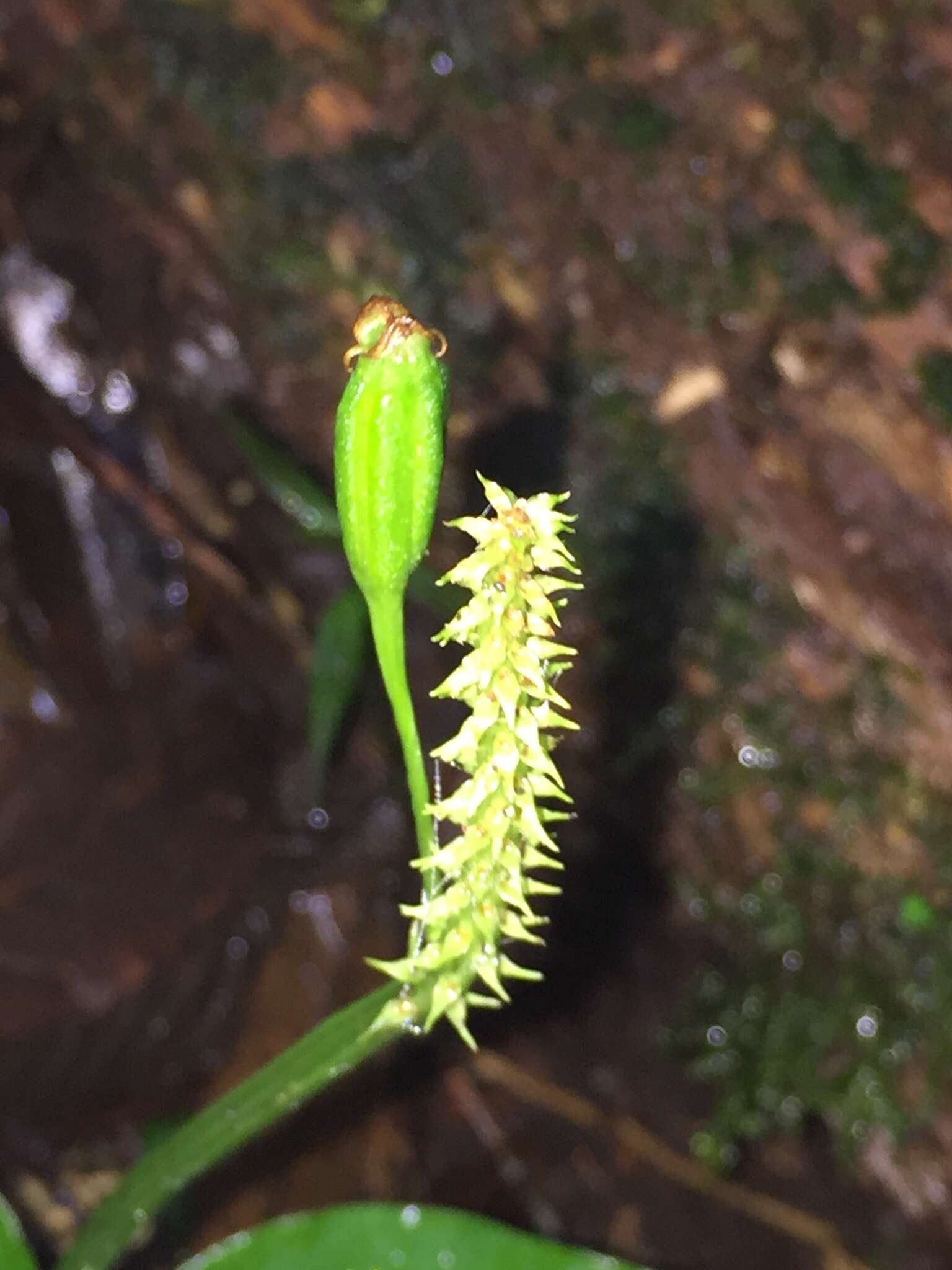 Image of Malaxis lepanthiflora (Schltr.) Ames