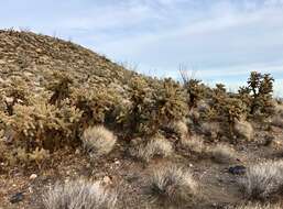 Image de Cylindropuntia fosbergii (C. B. Wolf) Rebman, M. A. Baker & Pinkava