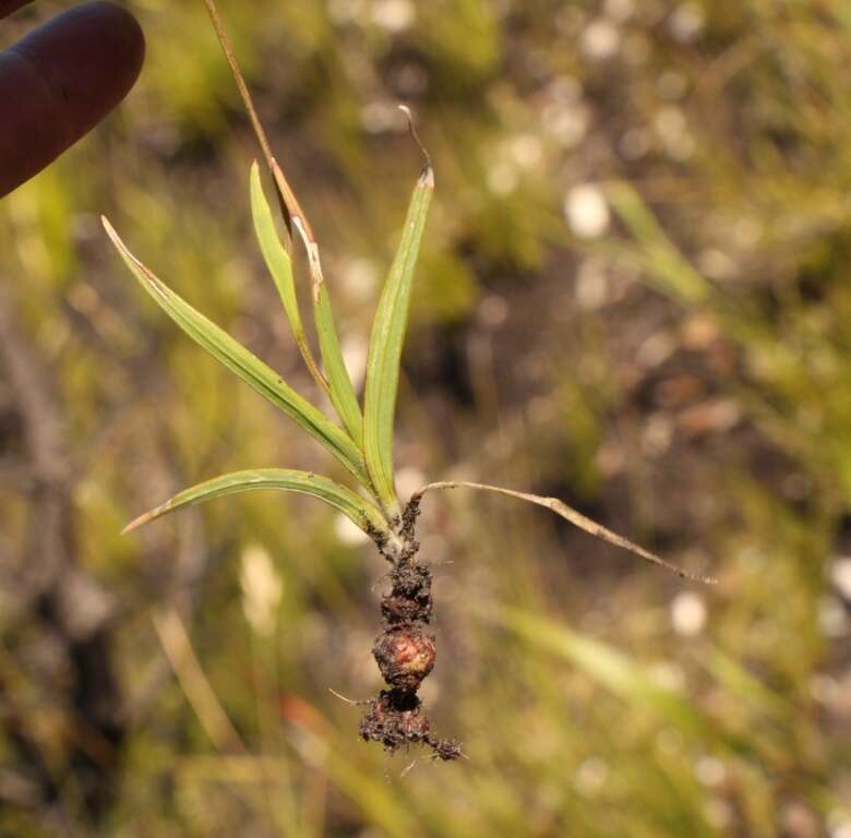 Image of Geissorhiza inconspicua Baker