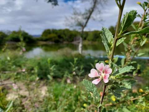 Image of Anisodontea triloba (Thunb.) D. M. Bates