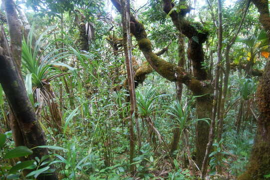 Image of Pitcher plant