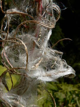 Image of Narrow-Leaf Fireweed