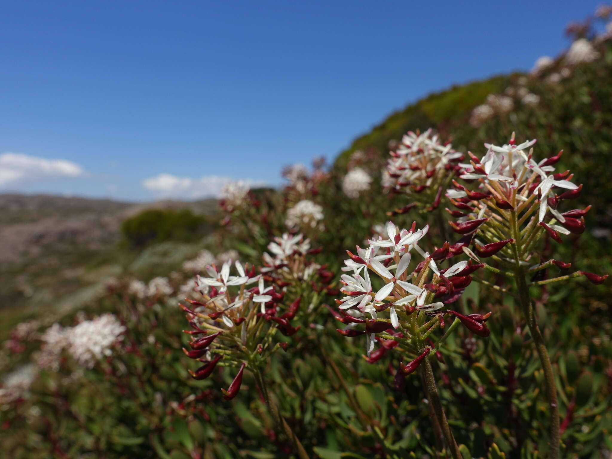 Image of Bellendena