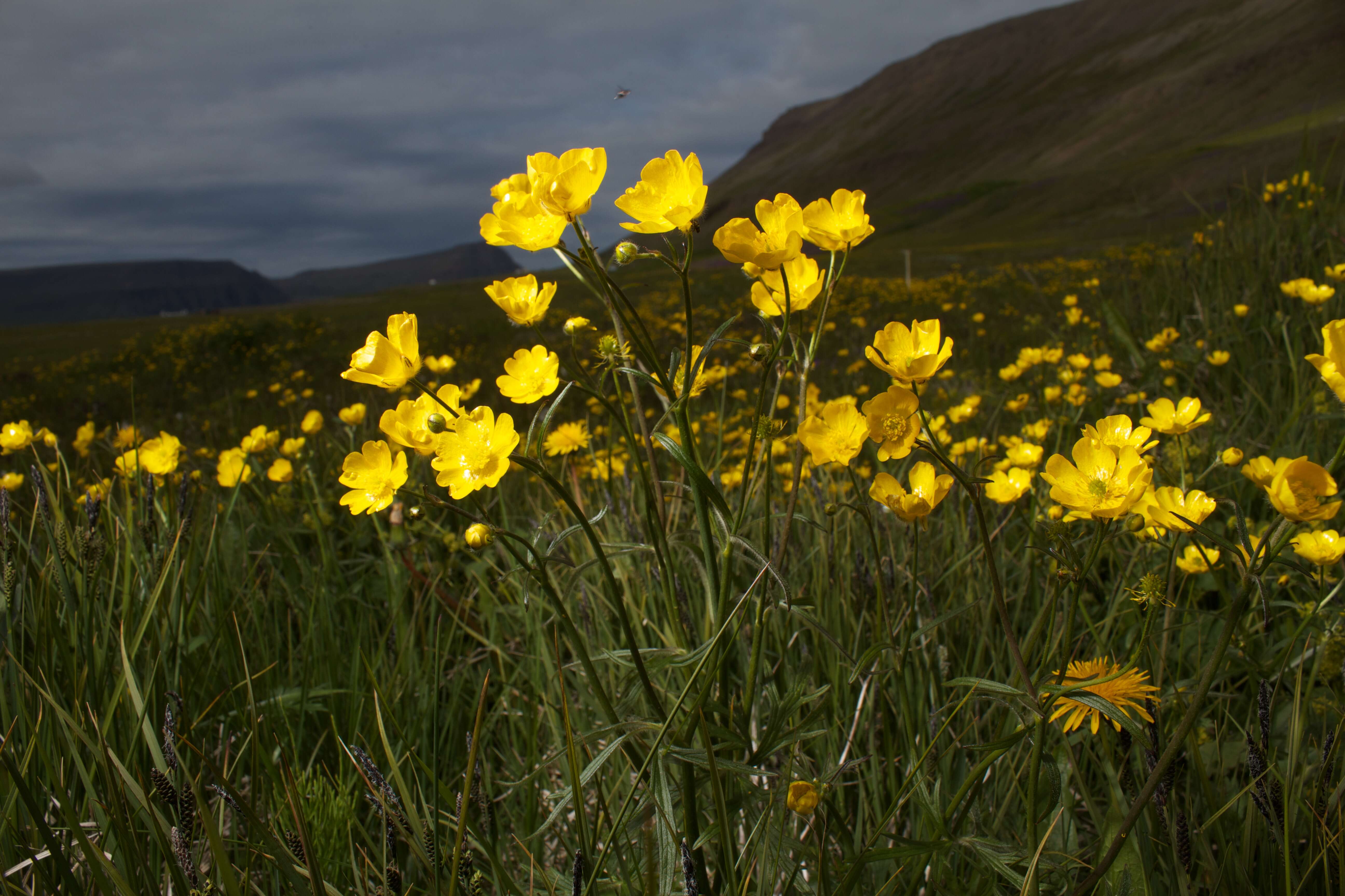 Imagem de Ranunculus acris L.