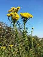 صورة Galatella linosyris (L.) Rchb. fil.