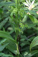 Image of Veratrum viride var. viride