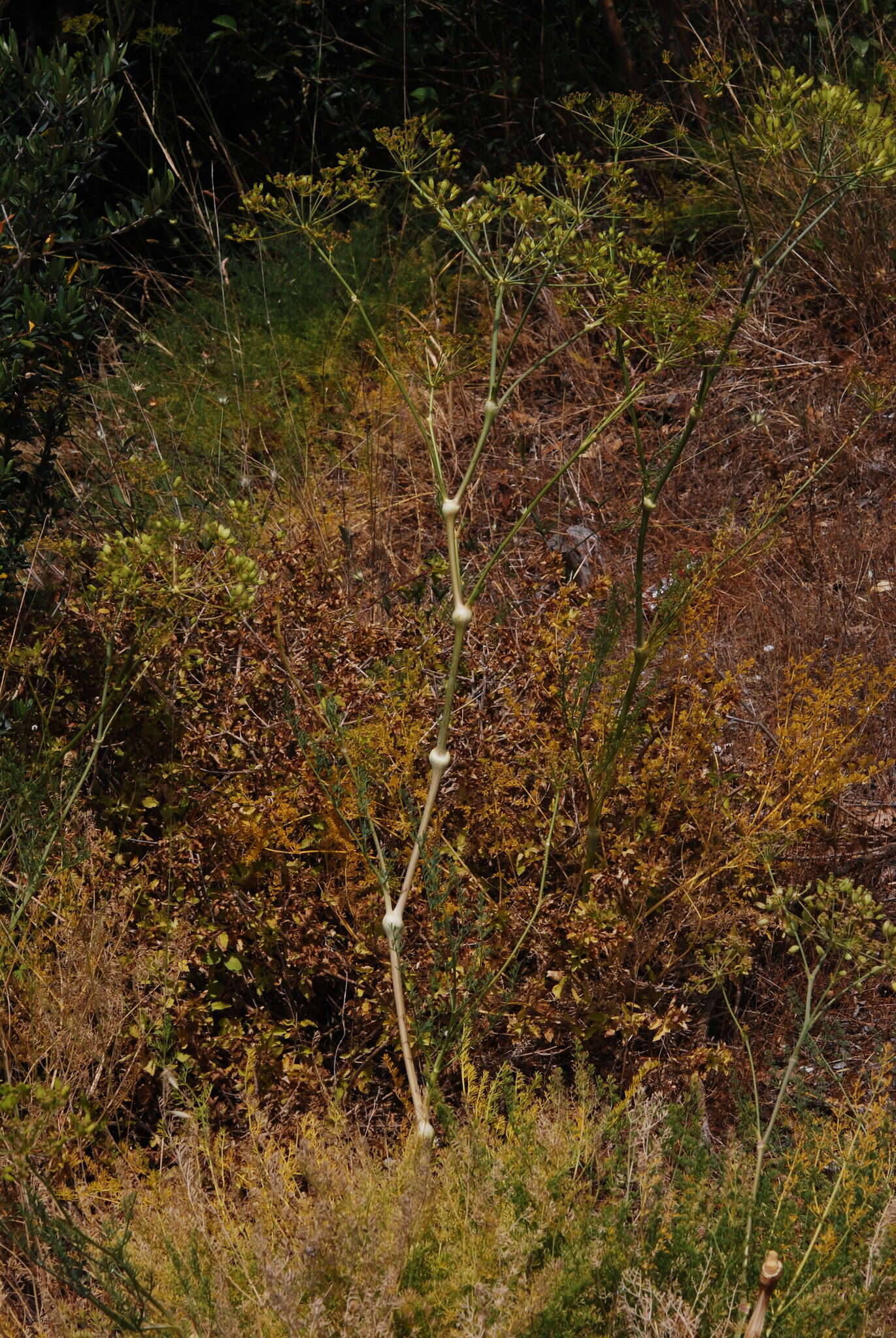 Ferulago nodosa (L.) Boiss. resmi
