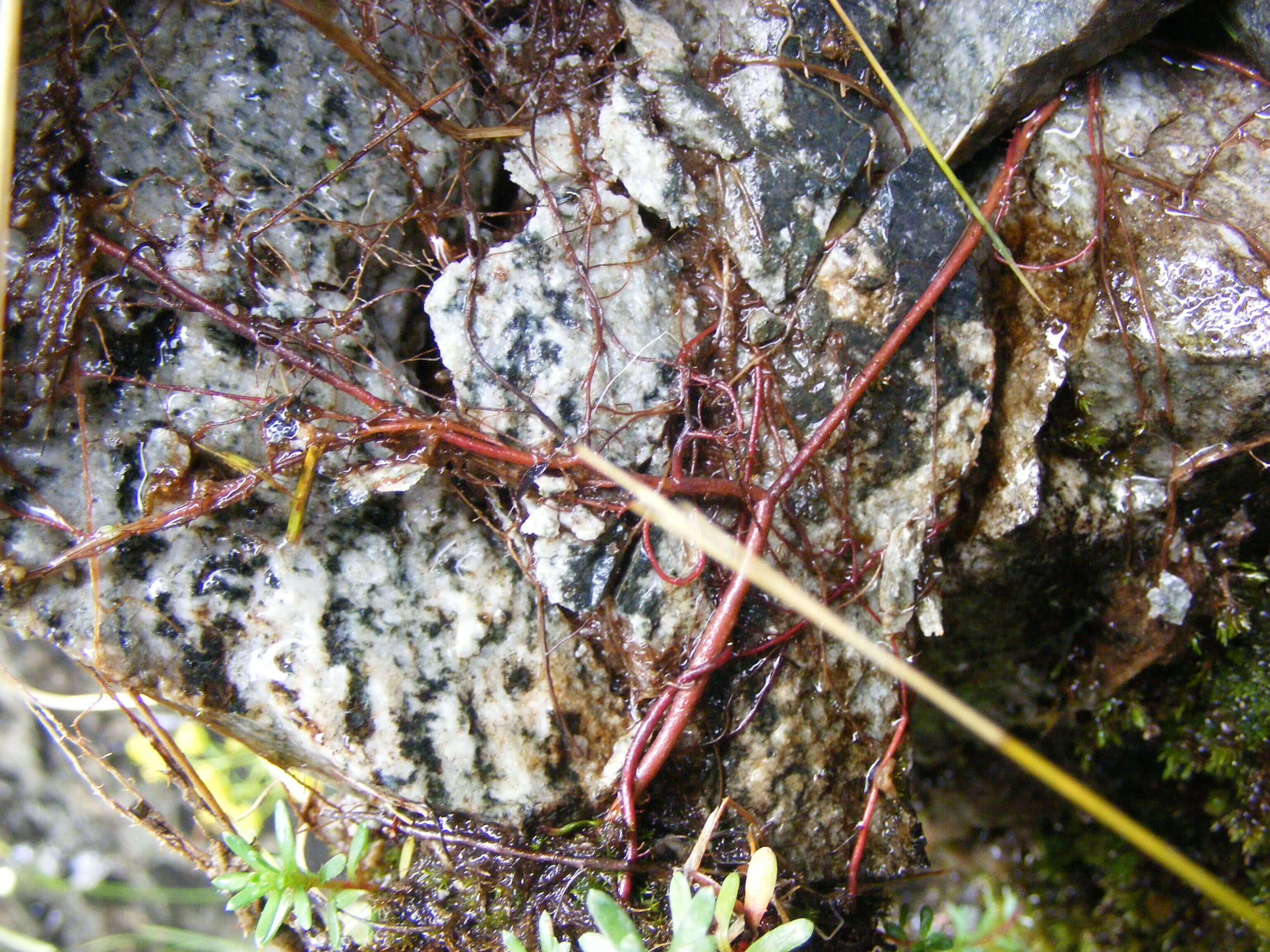 Image of Yellow (Mountain) Saxifrage