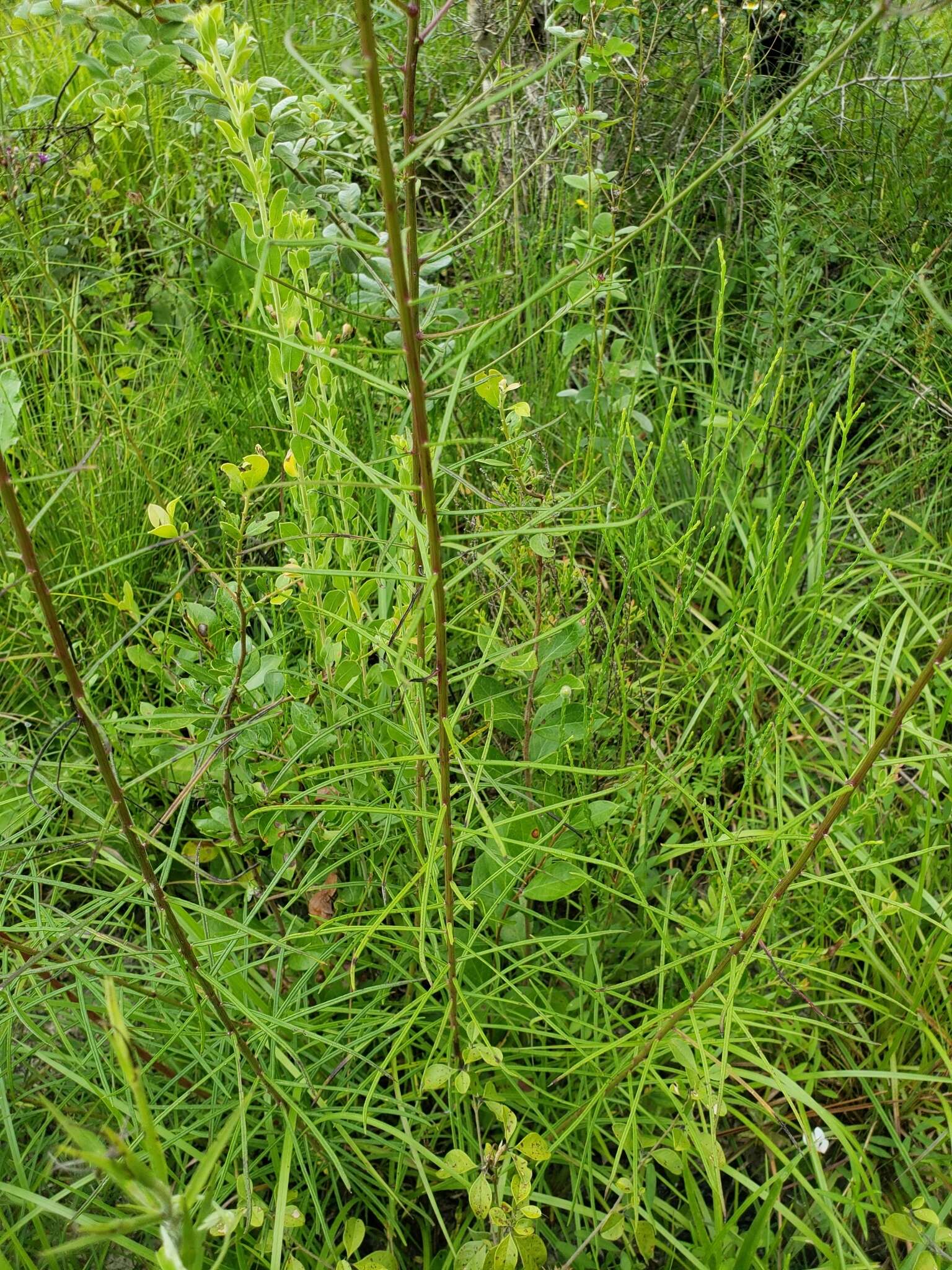 Image of tall ironweed