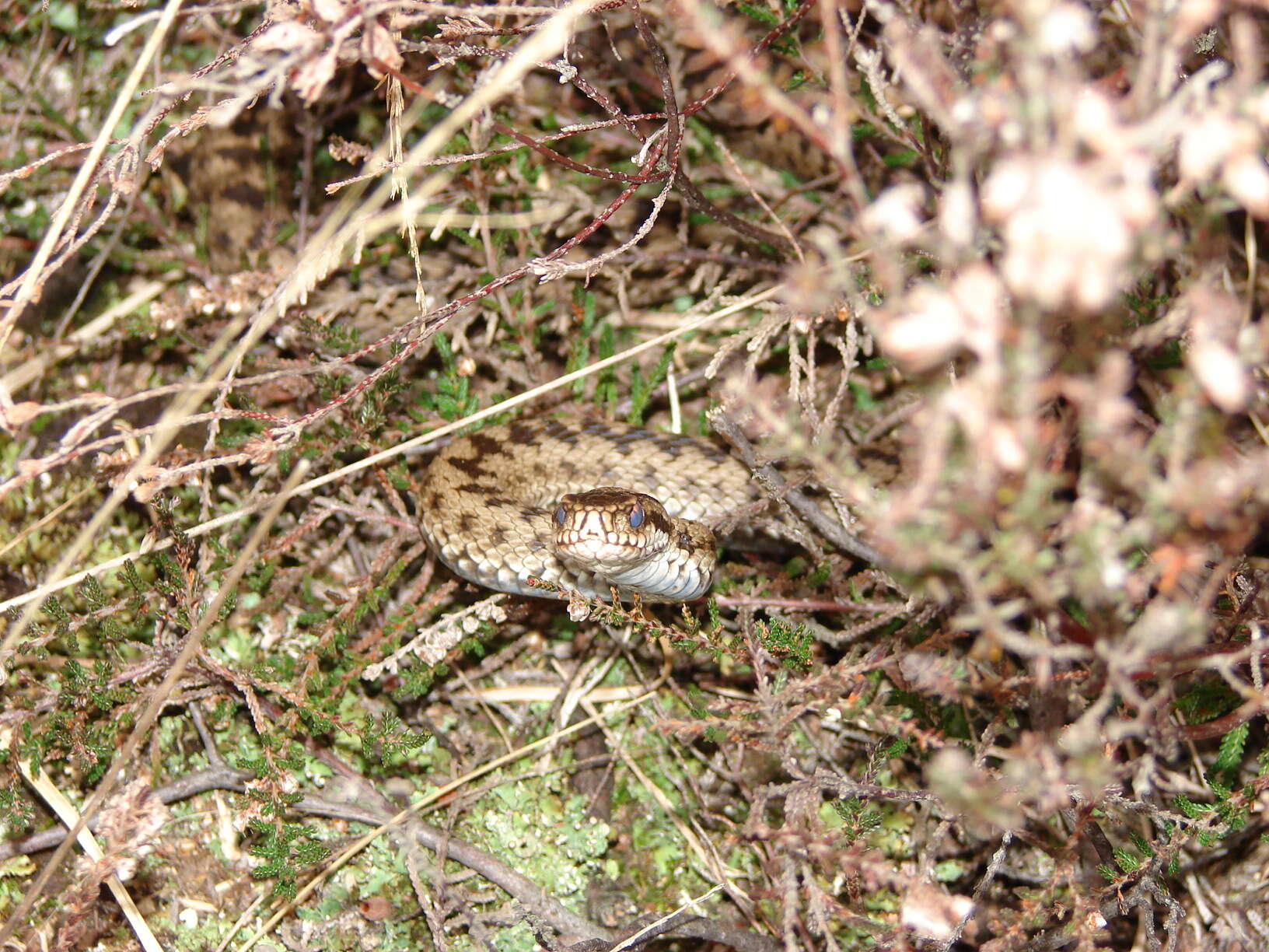 Image of Adder