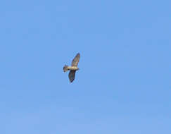 Image of Eurasian Goshawk