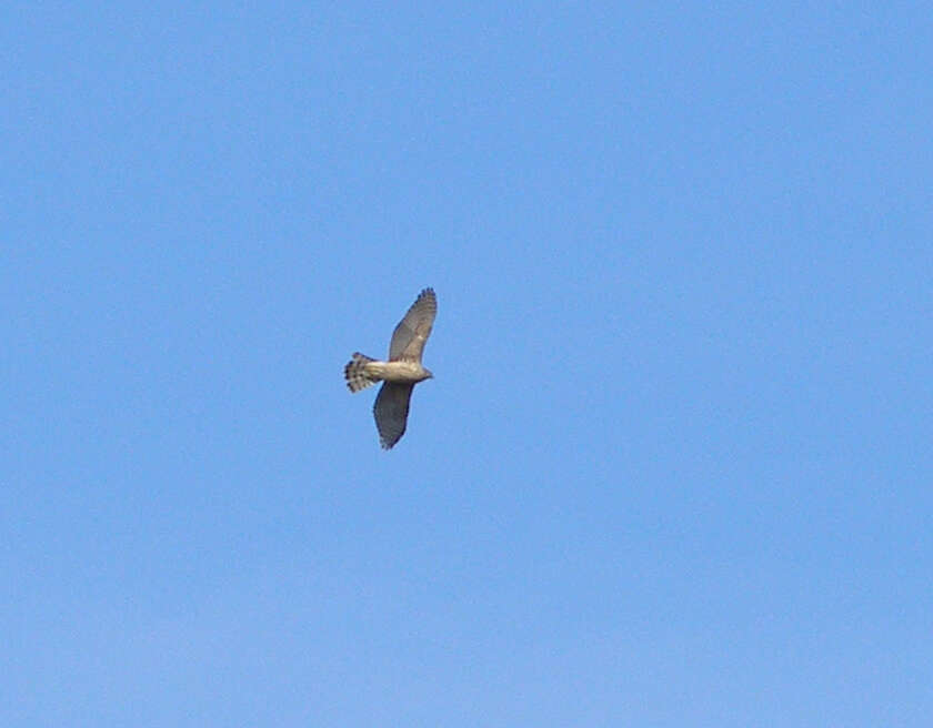 Image of Eurasian Goshawk