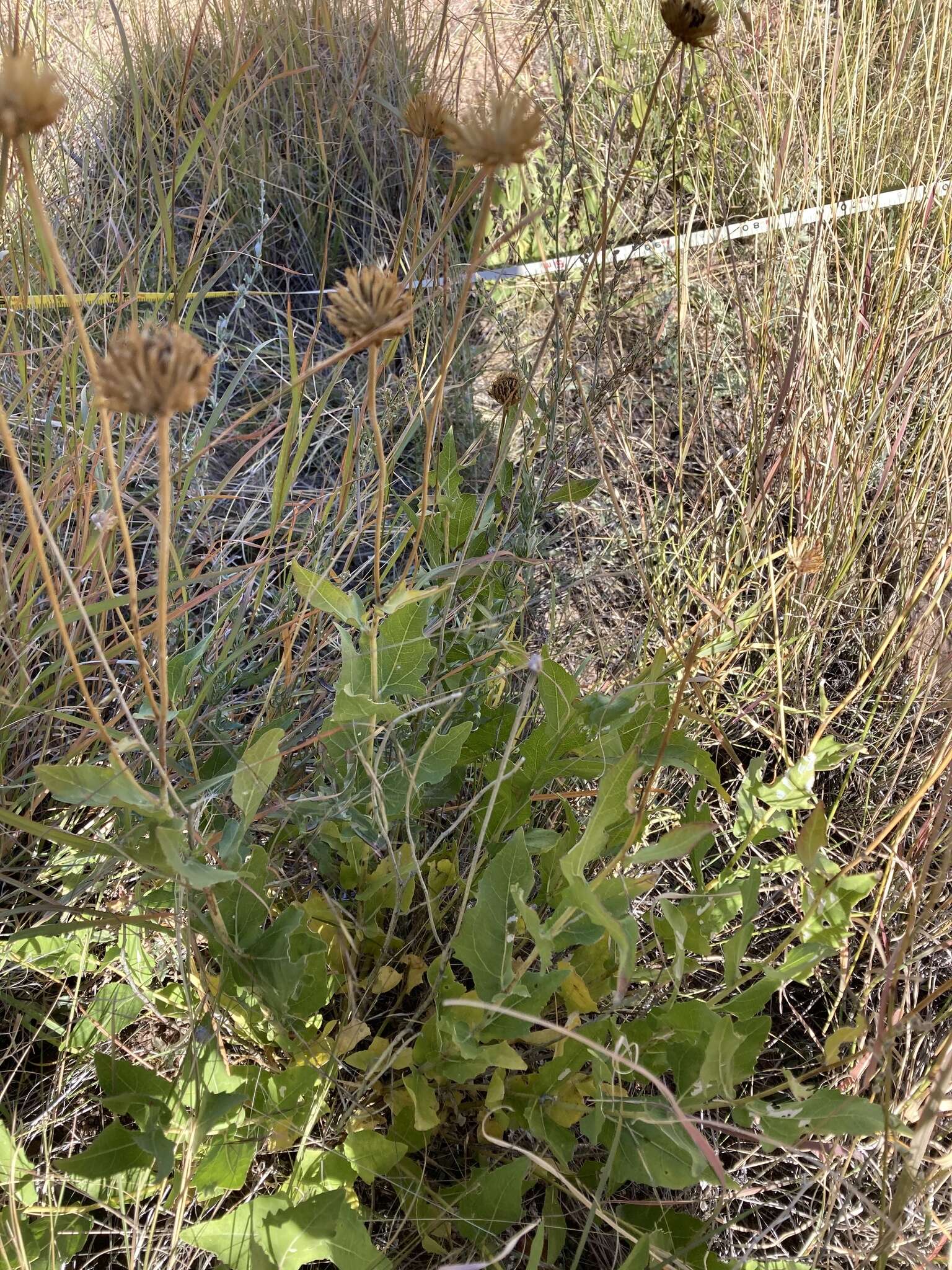 Image of Rothrock's crownbeard