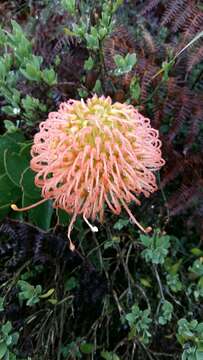 Image de Leucospermum cordifolium (Salisb. ex Knight) Fourc.