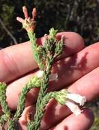 Image of Erica pectinifolia var. pectinifolia