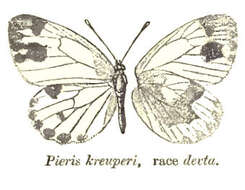Image of Pieris krueperi Staudinger 1860