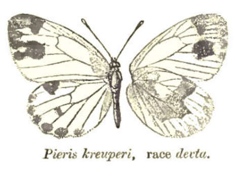 Imagem de Pieris krueperi Staudinger 1860