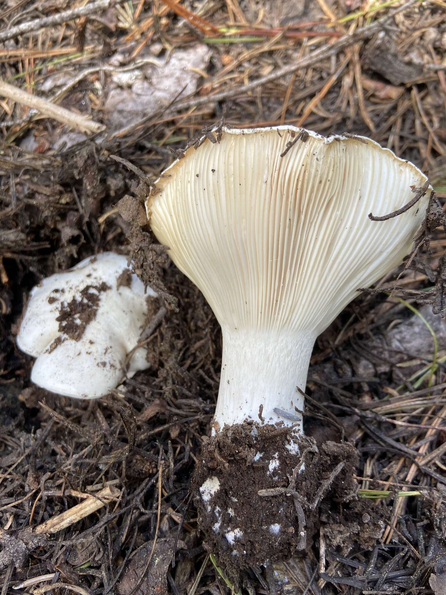 Слика од Hygrophorus subalpinus A. H. Sm. 1941