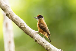 Image of Ochraceous Piculet