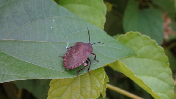 Image of Coridius fuscus (Westwood 1837)