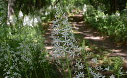 Image of Ornithogalum arcuatum Steven