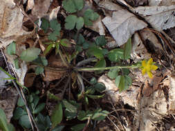 <i>Ranunculus <i>hispidus</i></i> var. hispidus的圖片