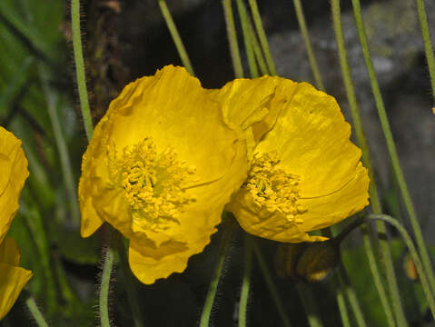 Image of Iceland Poppy