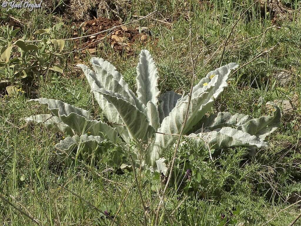 Image of Verbascum qulebicum Post