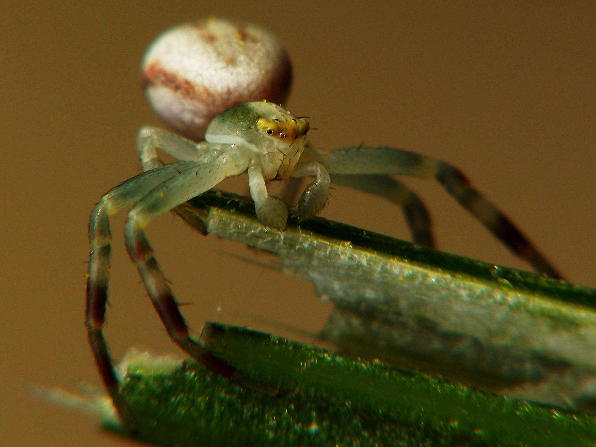 Image of Flower Crab Spiders