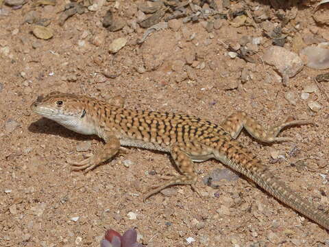 Image of Busack's Fringe-fingered Lizard