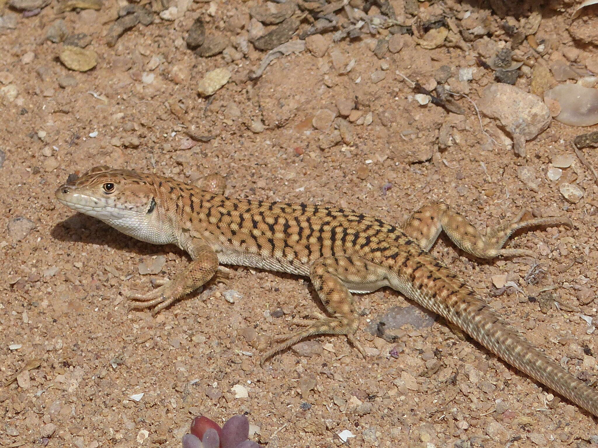 Plancia ëd Acanthodactylus busacki Salvador 1982