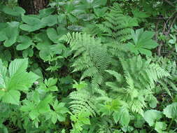 Sivun Athyrium rubripes (Kom.) Kom. kuva