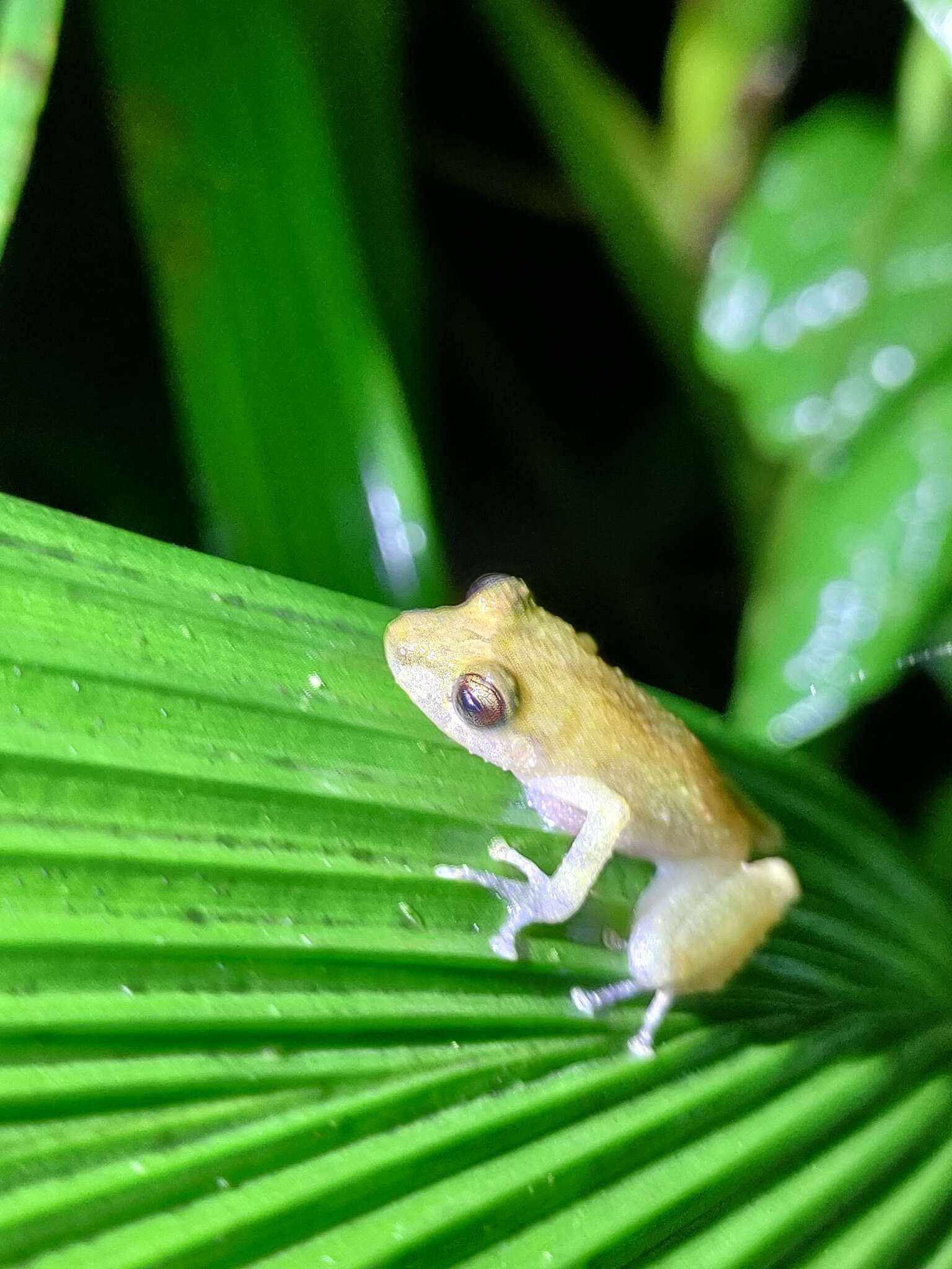 Image of Los Cedros Rainfrog