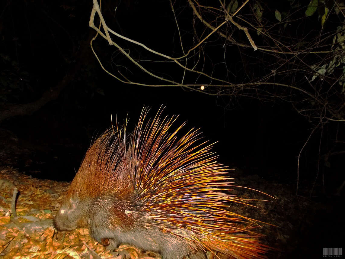 Image of Indian Crested Porcupine