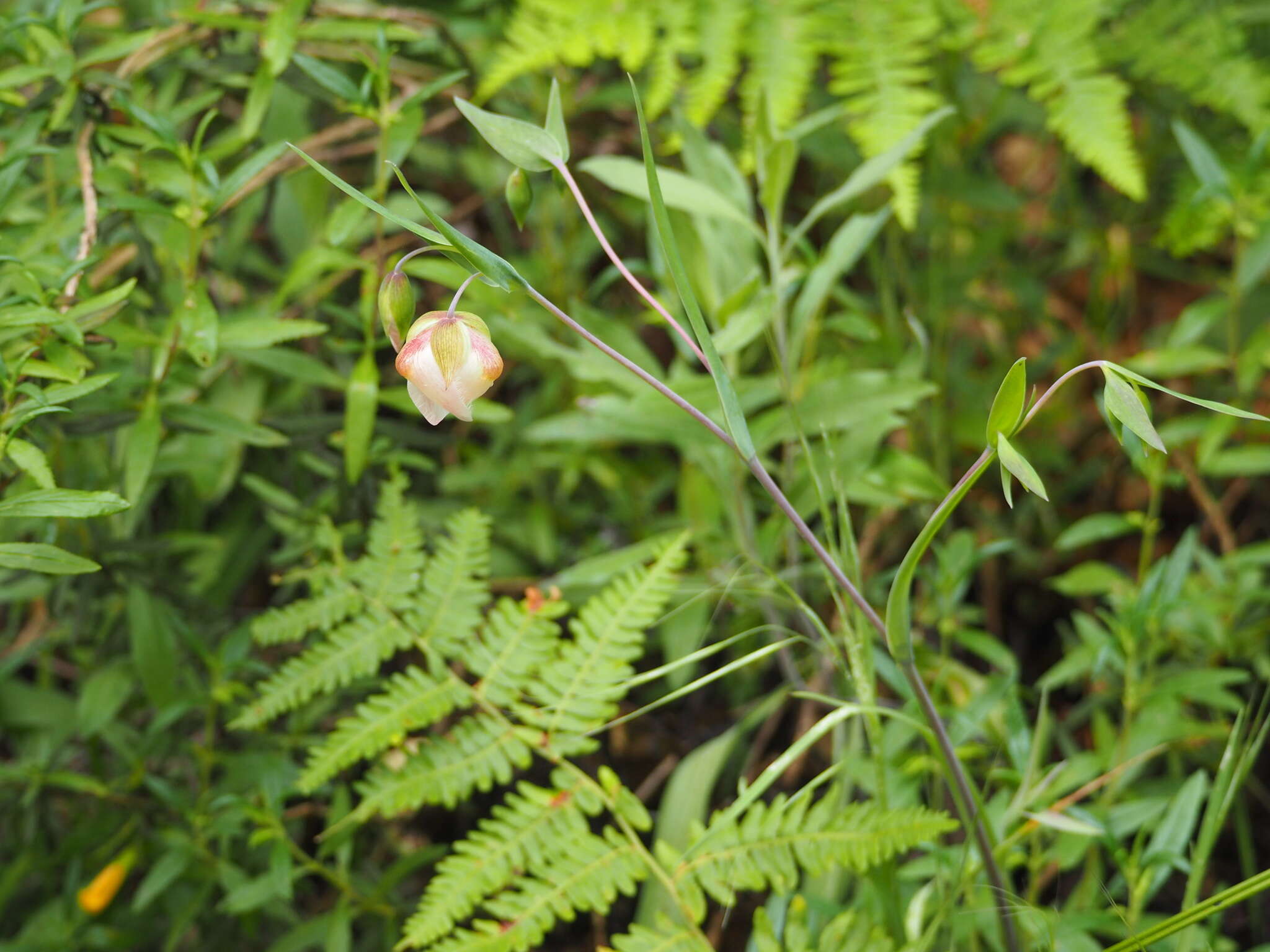 Image of White fairy-lantern