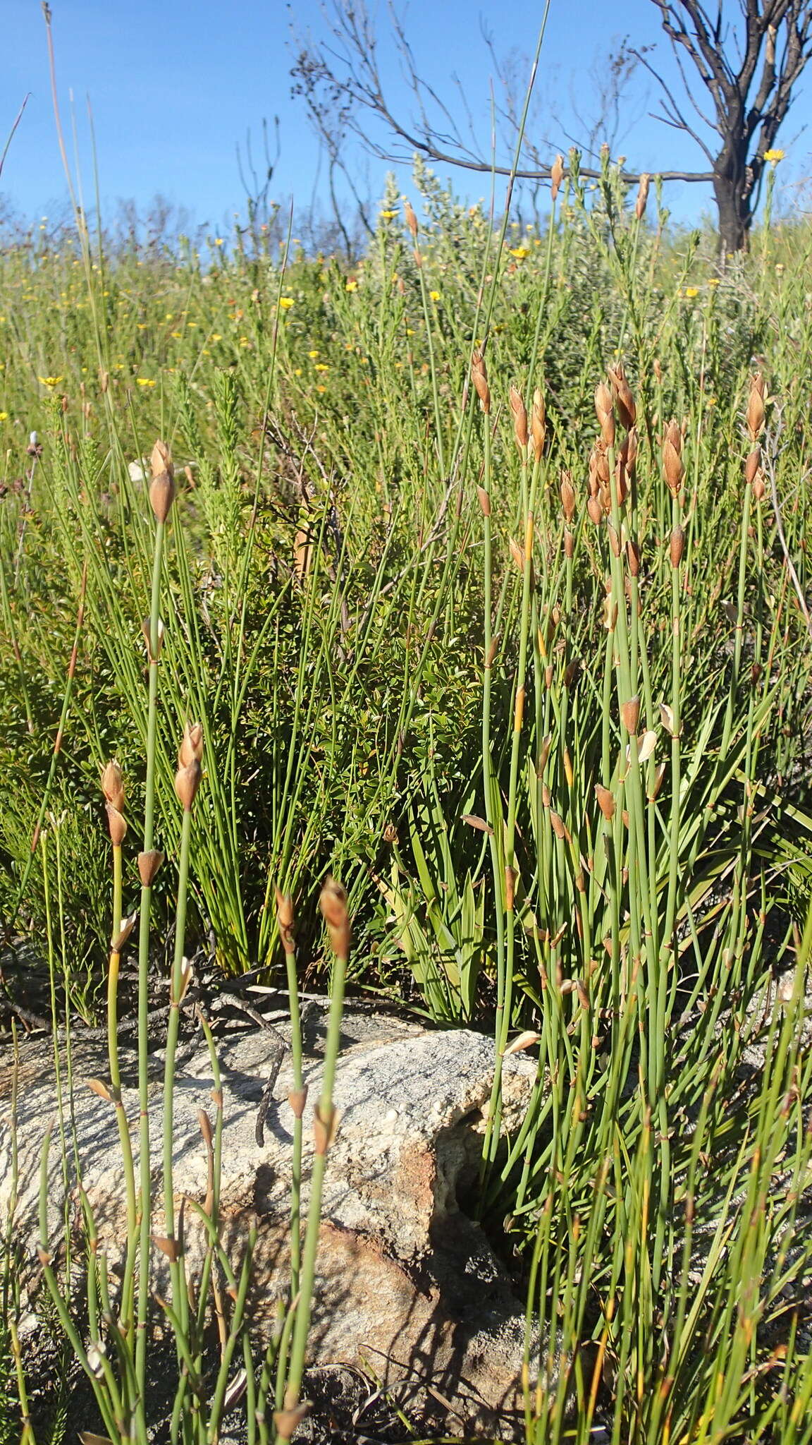 Image of Elegia juncea L.