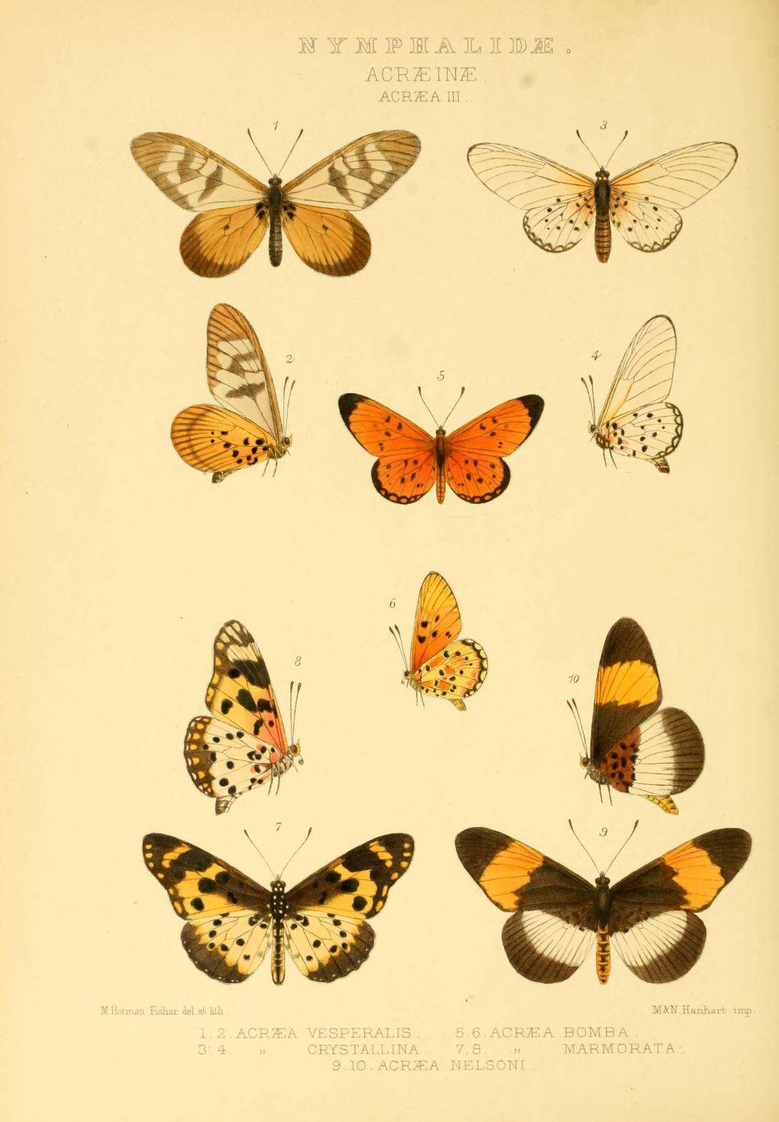 Image of Acraea vesperalis Grose-Smith 1890