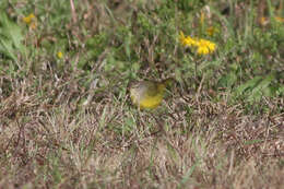 Image of Mourning Warbler