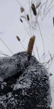 Image of Phleum pratense subsp. nodosum (L.) Trabut