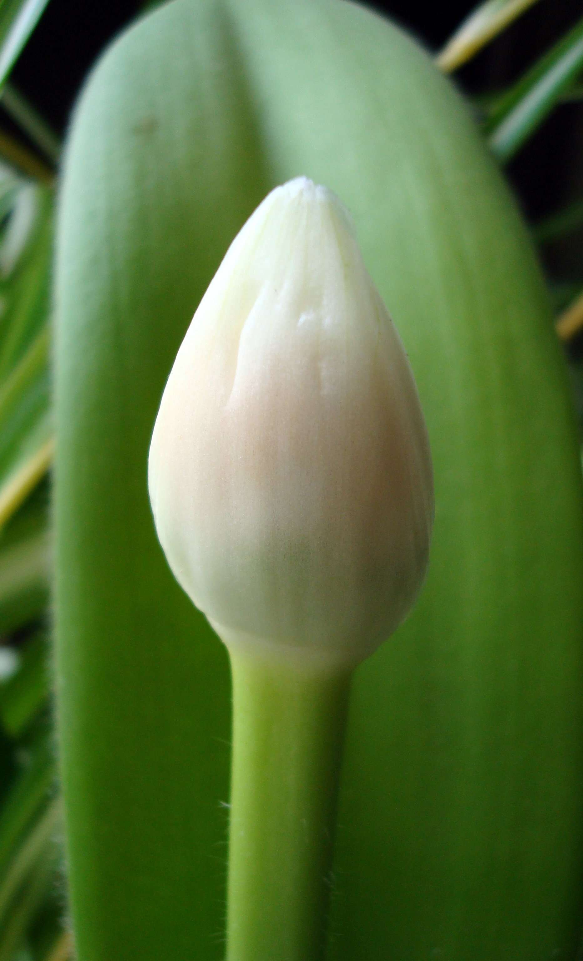 Imagem de Haemanthus albiflos Jacq.