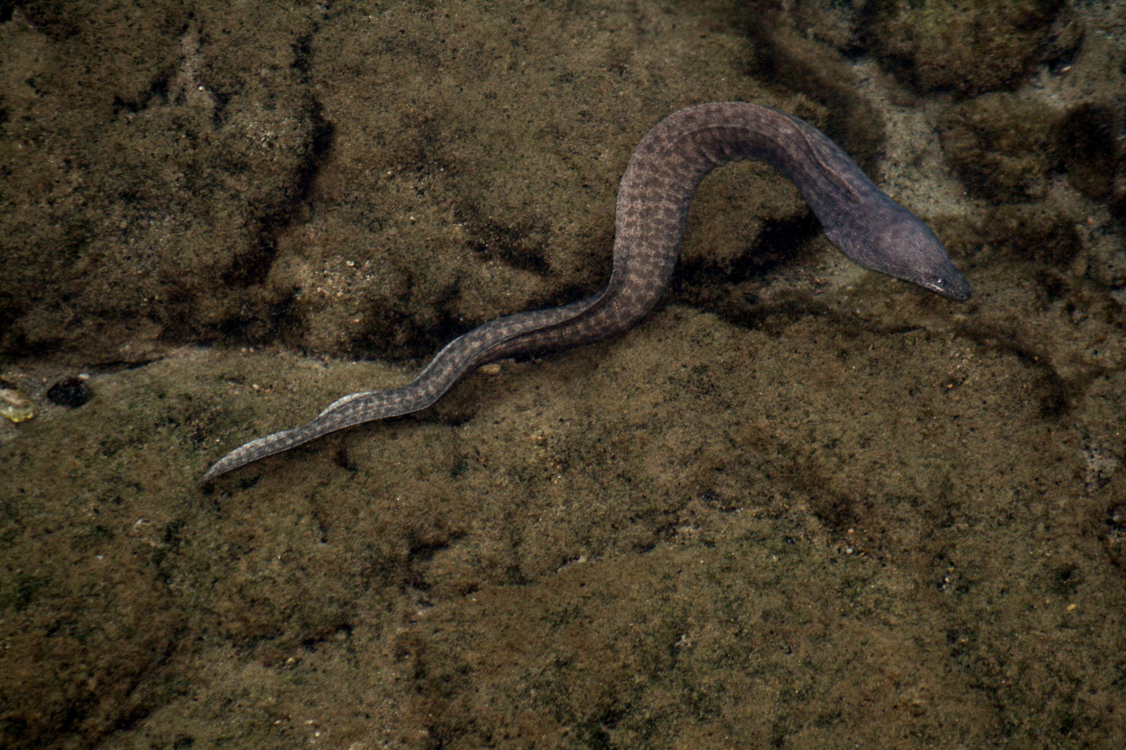 Image of Bastard Eel