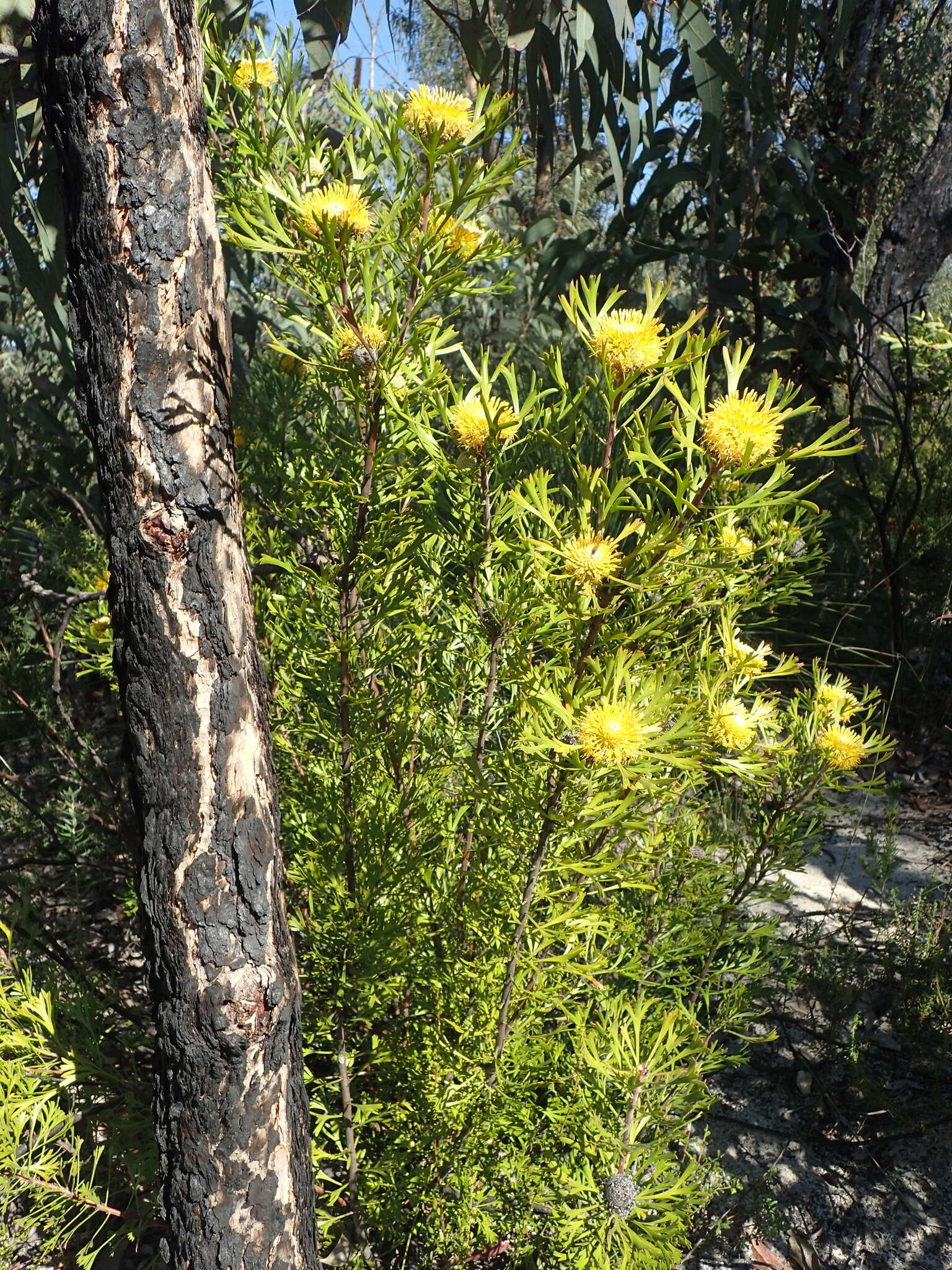 Imagem de Isopogon anemonifolius (Salisb.) Knight