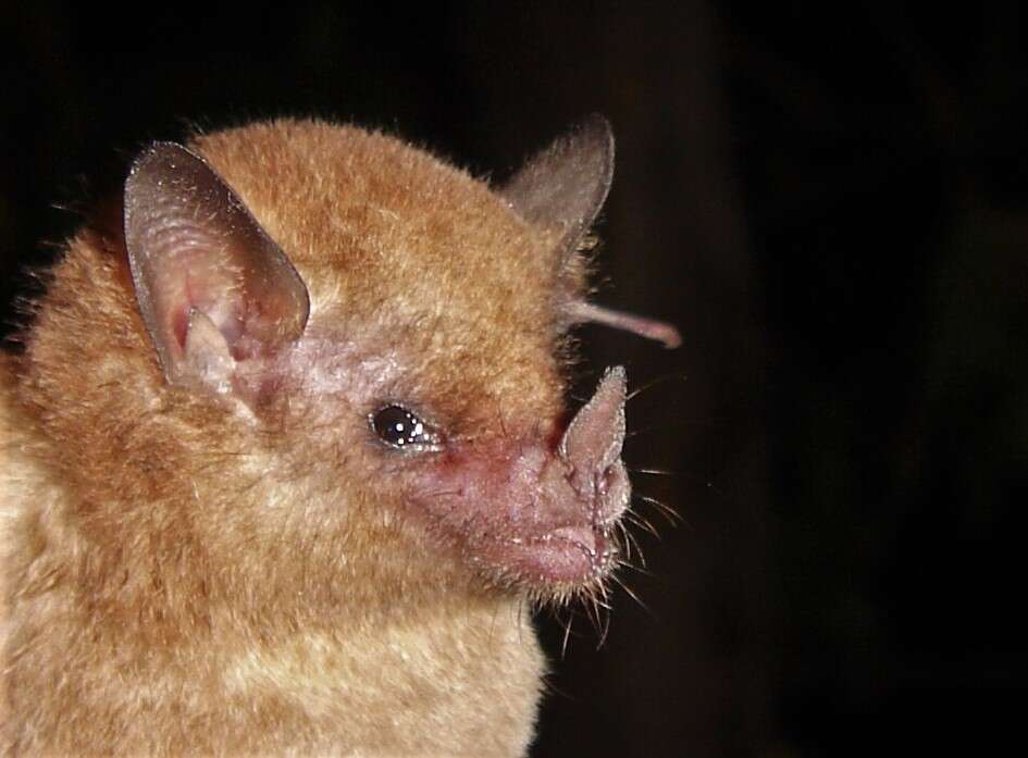 Image of Commissaris's Long-tongued Bat