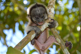 Image of Silvery-brown Bare-face Tamarin