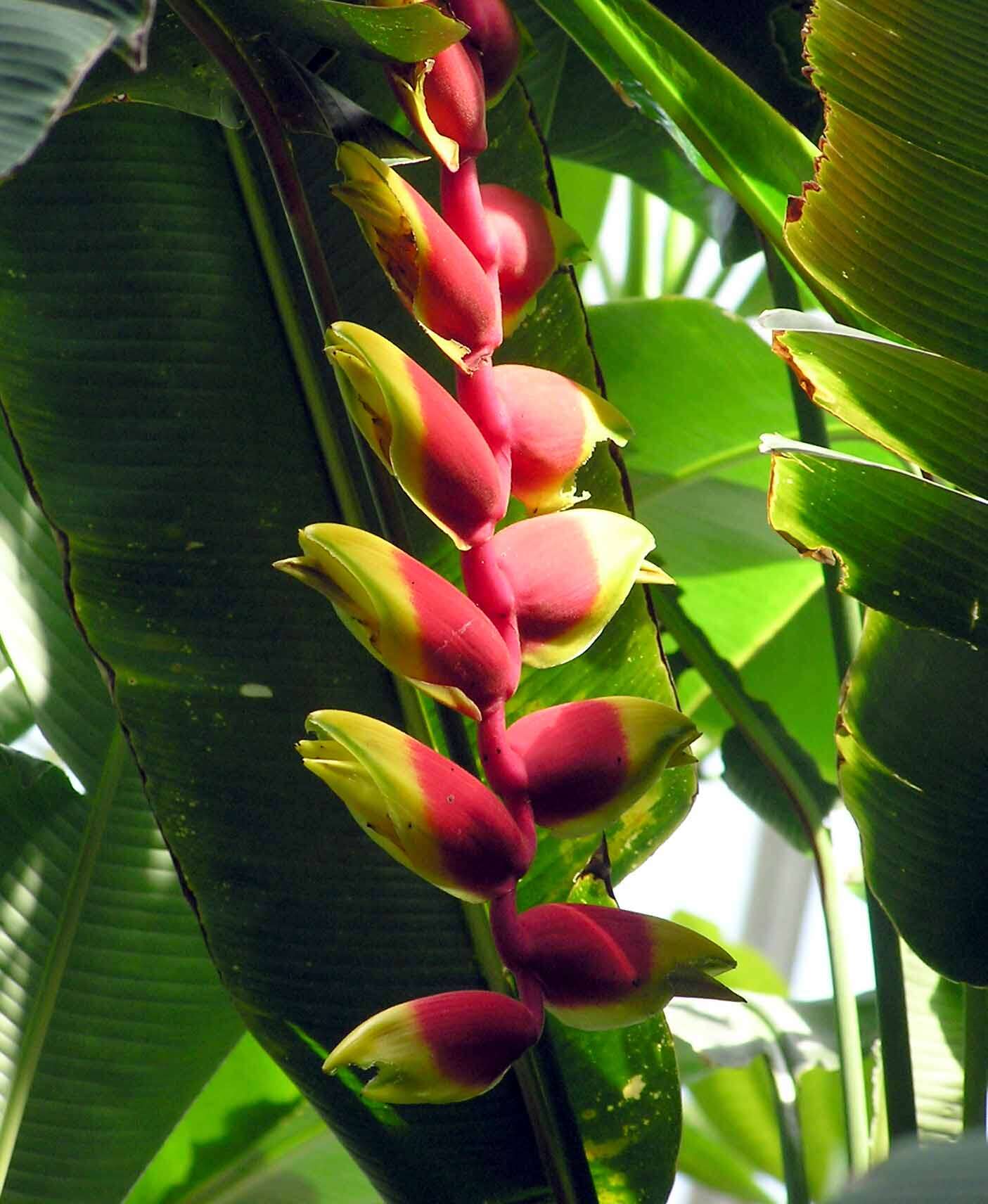 Image de Heliconia rostrata Ruiz & Pav.