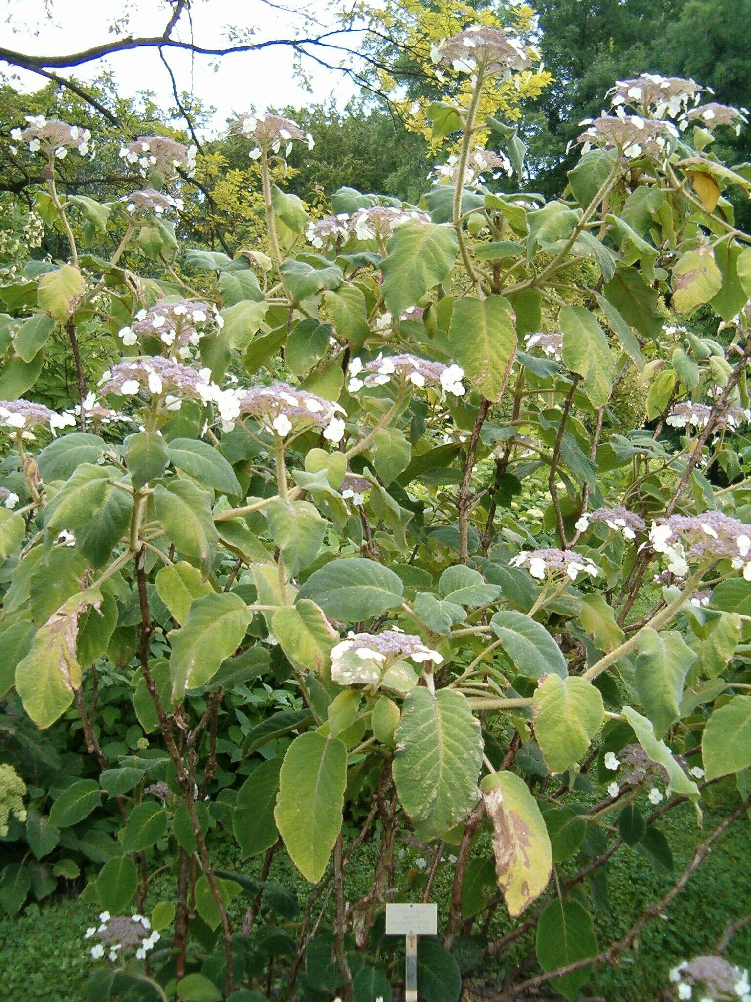 Image of Hydrangea aspera Buch.-Ham. ex D. Don